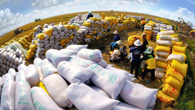 Giá gạo xuất khẩu khu vực châu Á đồng loạt giảm nhẹ, nhu cầu trên thị trường tạm thời hạ nhiệt