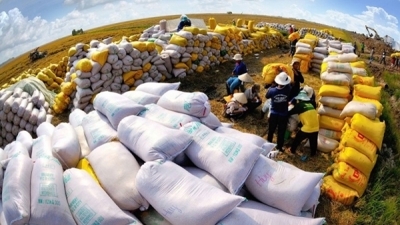 Ấn Độ có khả năng duy trì hạn chế xuất khẩu gạo trong năm 2024 