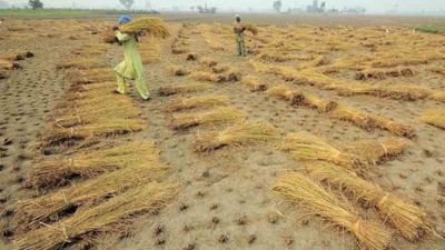 Các hạn chế xuất khẩu gạo của Ấn Độ tiếp tục làm gián đoạn thị trường