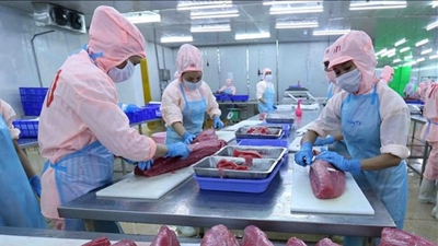 Xuất khẩu cá ngừ khó cán mốc “tỷ đô”
