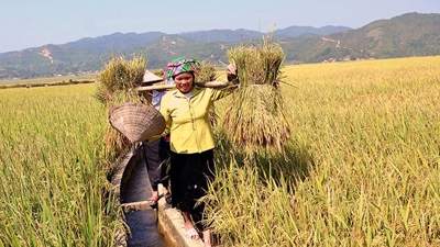 2026 là Năm quốc tế phụ nữ làm nông nghiệp