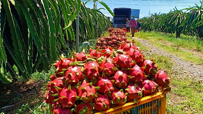 Giải pháp nào cho xuất khẩu nông sản Việt Nam?