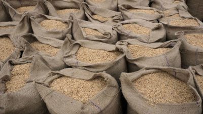 Ấn Độ xem xét nới lỏng hạn chế xuất khẩu gạo