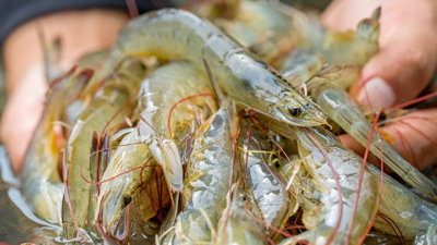 Xuất khẩu tôm Ecuador đạt kỷ lục mới và nỗi lo cho ngành tôm Việt Nam
