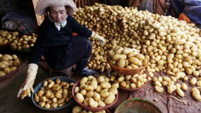 "Thay màu" nông sản: Đừng để nông dân phải loay hoay tự bảo vệ mình