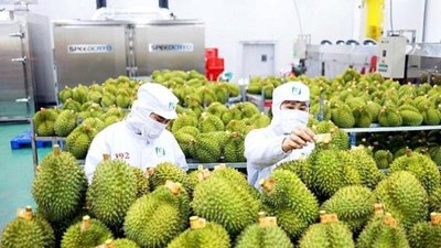 Tìm cơ hội cho xuất khẩu nông lâm thủy sản năm 2025