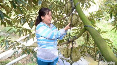 Tiền Giang: Giá sầu riêng tăng trở lại, chạm mốc 200.000 đồng/kg