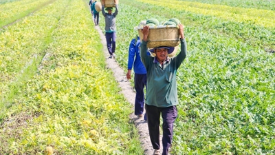 Nông dân Vĩnh Long mong chờ mùa dưa hấu “ngọt”