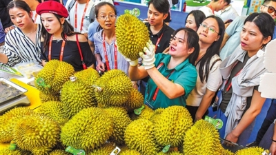 Vì sao người Trung Quốc chọn sầu riêng Việt làm quà Tết?