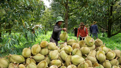 Xuất khẩu sầu riêng "gặp khó" chưa từng có