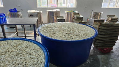 Phát hiện hơn 13 tấn chân gà ngâm hóa chất chuẩn bị tuồn ra thị trường