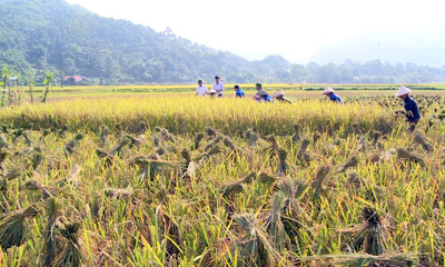 Quy định về kinh phí hỗ trợ người trồng lúa 