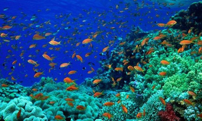 Các thách thức trong bảo tồn, sử dụng bền vững đại dương, biển, các nguồn lợi của biển