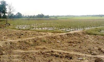 Chấp thuận chuyển 14,80 ha đất trồng lúa để thực hiện dự án Khu dân cư tại Long An