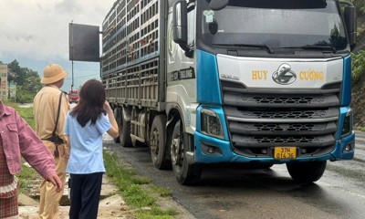 Phú Thọ tiêu hủy gần 200 con lợn nhiễm virus Dịch tả lợn châu Phi 