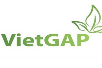 Hải Phòng xây dựng quy trình sản xuất rau mầm theo Tiêu chuẩn VietGAP