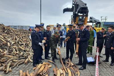Thu giữ thêm gần 130 kg ngà voi châu Phi nhập khẩu trái phép về Việt Nam