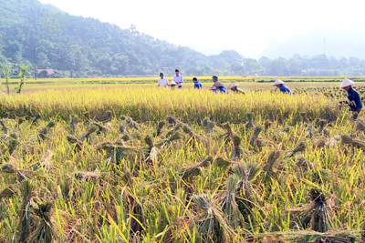 Quy định về kinh phí hỗ trợ người trồng lúa 