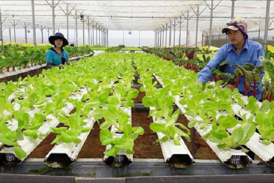 Cơ hội và thách thức phát triển kinh tế tuần hoàn trong lĩnh vực nông nghiệp của Hà Nội