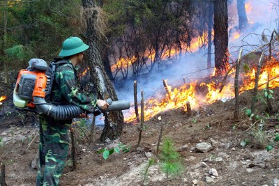 Thực hiện nghiêm trách nhiệm quản lý về phòng cháy, chữa cháy rừng
