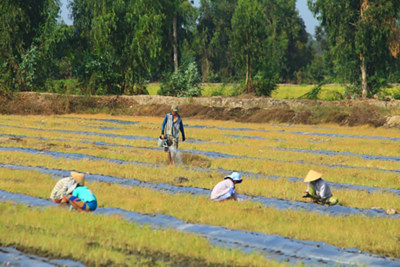 Các yếu tố tác động đến việc tham gia bảo hiểm nông nghiệp tại An Giang