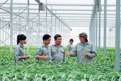 Hiệu quả liên kết giữa hộ nông dân với doanh nghiệp trong sản xuất, tiêu thụ rau tại Hải Dương