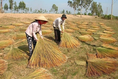 Đào tạo nghề cho lao động nông nghiệp, nông thôn Việt Nam