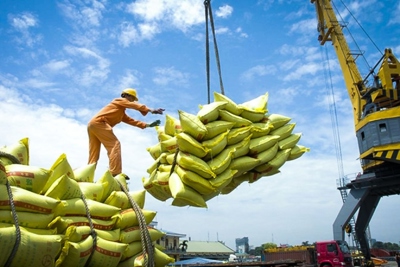 Đảm bảo vững chắc an ninh lương thực quốc gia và thúc đẩy sản xuất, xuất khẩu gạo bền vững