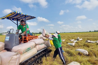 Tận dụng thời cơ xuất khẩu gạo