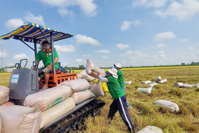 Đảm bảo hiệu quả xuất khẩu gạo, bình ổn thị trường trong nước