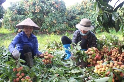 Đẩy mạnh phát triển nông nghiệp xuất khẩu: Thực tiễn từ tỉnh Hải Dương