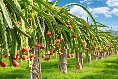 Việt Nam thiết lập hệ thống giám sát carbon nông nghiệp
