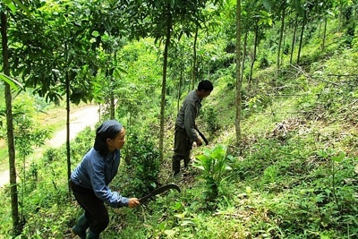 Xuất cấp hơn 309 tấn gạo hỗ trợ Nhân dân thực hiện nhiệm vụ bảo vệ rừng