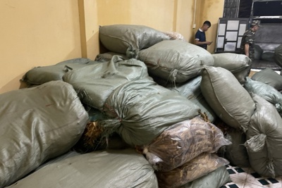 Hơn 2,5 tấn lá thuốc lá nhập lậu bị Hải quan Cao Bằng bắt giữ