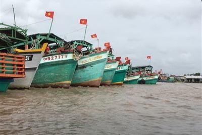 Quyết liệt triển khai các giải pháp chống khai thác hải sản bất hợp pháp