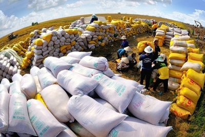 Xuất khẩu gạo Việt Nam trong 9 tháng đã thiết lập kỷ lục mới