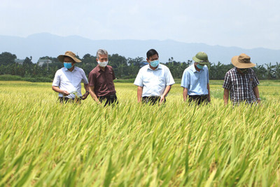 Canh tác lúa thân thiện với môi trường giúp giảm đến 38,4% phát thải khí nhà kính