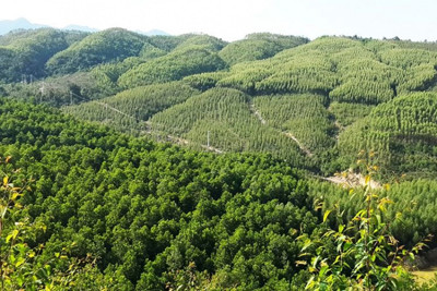 Huy động nguồn lực phù hợp cho phục hồi, phát triển rừng khu vực miền Trung và miền Bắc
