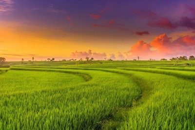 Phát triển nông nghiệp xanh từ vựa lúa Việt Nam
