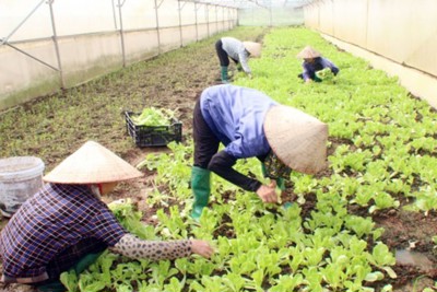 Đẩy mạnh sản xuất, bảo đảm cung ứng đủ nông sản