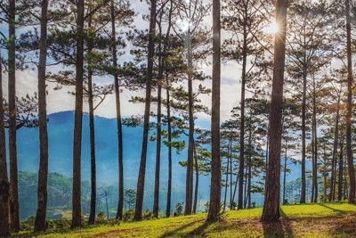 Phát triển kinh tế lâm nghiệp bền vững theo hướng đa mục đích, đa giá trị Phát triển kinh tế lâm nghiệp bền vững theo hướng đa mục đích, đa giá trị