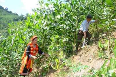 Xuất cấp gạo dự trữ quốc gia hỗ trợ nhân dân bảo vệ, phát triển rừng 