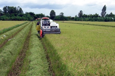Hơn 15 ha đất trồng lúa chuyển sang làm dự án khu đô thị tại Hậu Giang