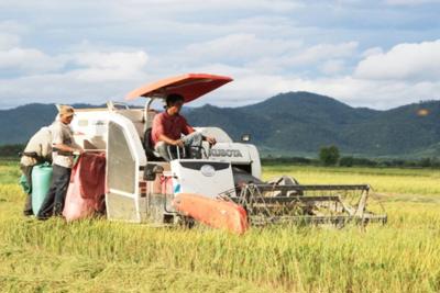 Biến động nguồn cung và nhu cầu gạo trên toàn cầu