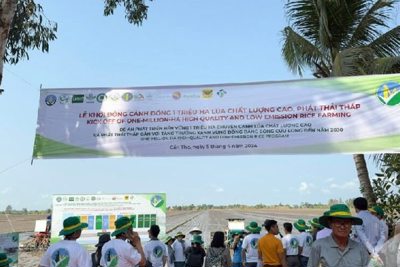 Giúp người dân hiểu rõ lợi ích áp dụng quy trình canh tác lúa giảm phát thải - Tạp chí Tài bongdaso tintuc Giúp người dân hiểu rõ lợi ích áp dụng quy trình canh tác lúa giảm phát thải
