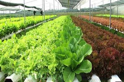 Triển khai 05 nhóm giải pháp thúc đẩy nông nghiệp xanh phát triển Triển khai 05 nhóm giải pháp thúc đẩy nông nghiệp xanh phát triển
