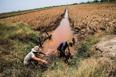 Xâm nhập mặn ở Nam Bộ sẽ có xu thế giảm trong nửa cuối tháng 5