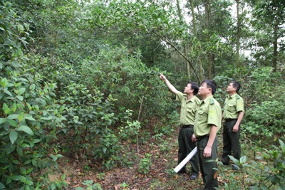 Đẩy mạnh tích lũy tín chỉ các-bon rừng giúp cải thiện sinh kế, bảo vệ môi trường Đẩy mạnh tích lũy tín chỉ các-bon rừng giúp cải thiện sinh kế, bảo vệ môi trường