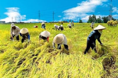 Bộ Tài chính đề xuất tiếp tục miễn thuế sử dụng đất nông nghiệp