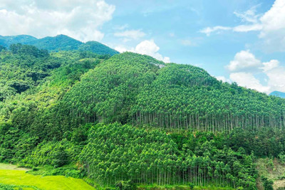 Sắp đàm phán, ký thêm thoả thuận bán tín chỉ các bon rừng